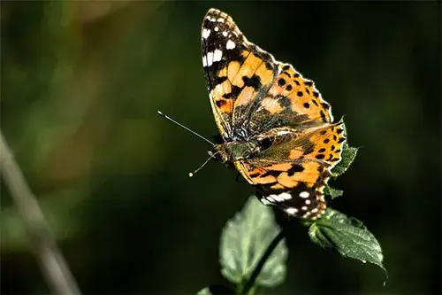 BELEMEDİK FOTOĞRAF GEZİSİ(19 kasim)