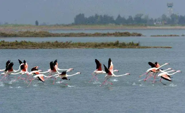 AKYATAN KUŞ CENNETİ-KAPI ORMANLARI