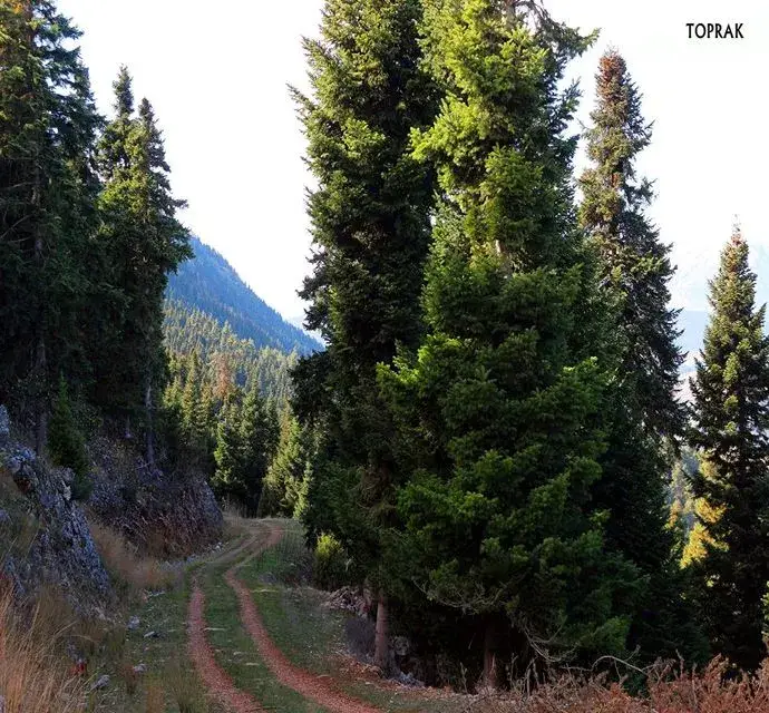 ŞİMŞİRLİ-GEZELİ PARKURU (YENİ PARKUR)